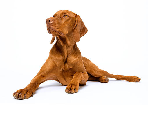 Vizsla 2024 cross breeds